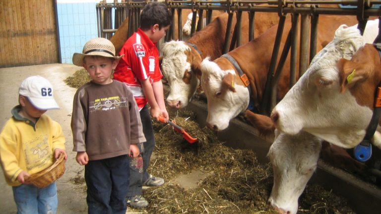 bauernhoftiere-kuhstall-kinder-kuehe-fuettern