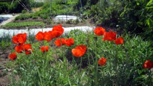 natur-blumen-bauernhof-bayern