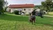 gschwandnerhof-ponyreiten-bayerischer-wald
