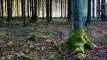 der-wald-in-bayern
