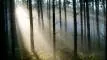 wald-erleben-bayern