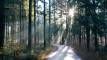 wald-spazier-gang-bayern