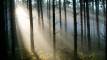 wald-erleben-bayern