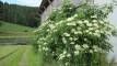 bauernhof-holerblüten-bayern