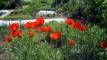gschwandnerhof-natur-blumen-bauernhof-bayern