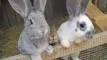 Tiere-am-Bauernhof-bayerischer-wald